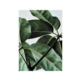Green Home 01 30×40cm